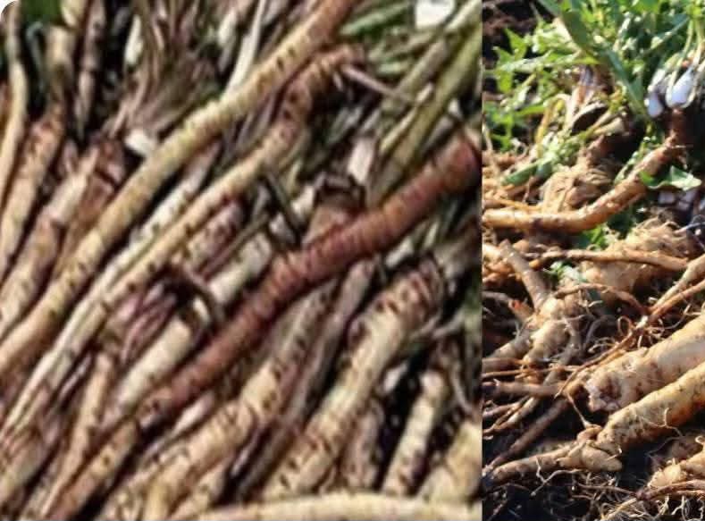 The Powerful Plant That May Support Cancer Treatment: A Closer Look At The Benefits Of The Greater Burdock Root