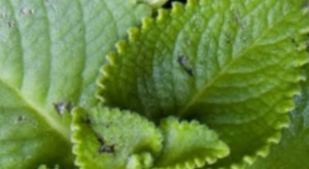 Oregano Nature s Small but Mighty Healer
