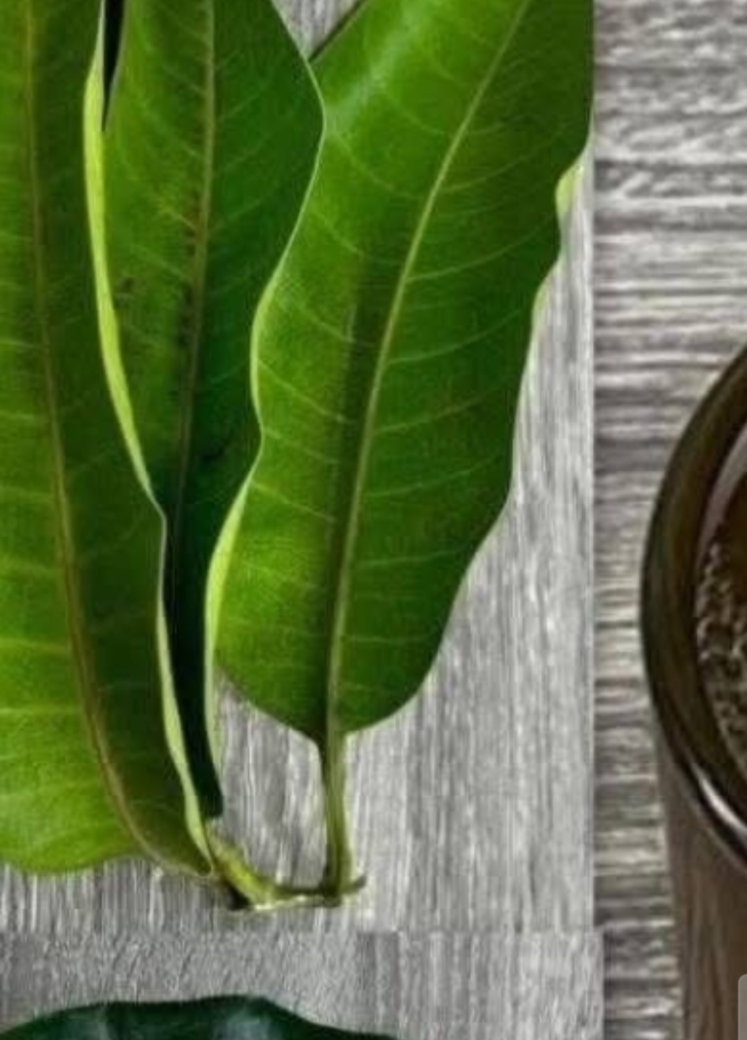 THE FOUR LEAVES THAT ELIMINATE DIABETES