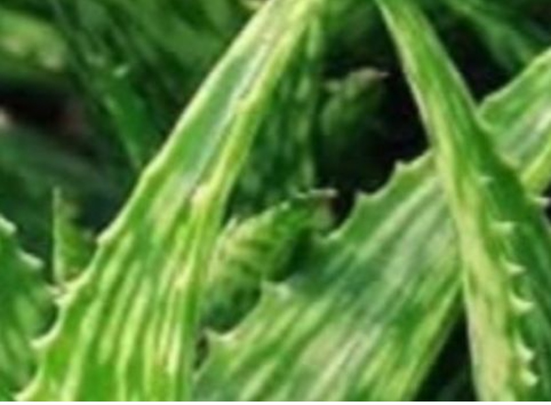 Barbara O’Neill’s Natural Wisdom for Cancer Support: A Holistic Path to Healing