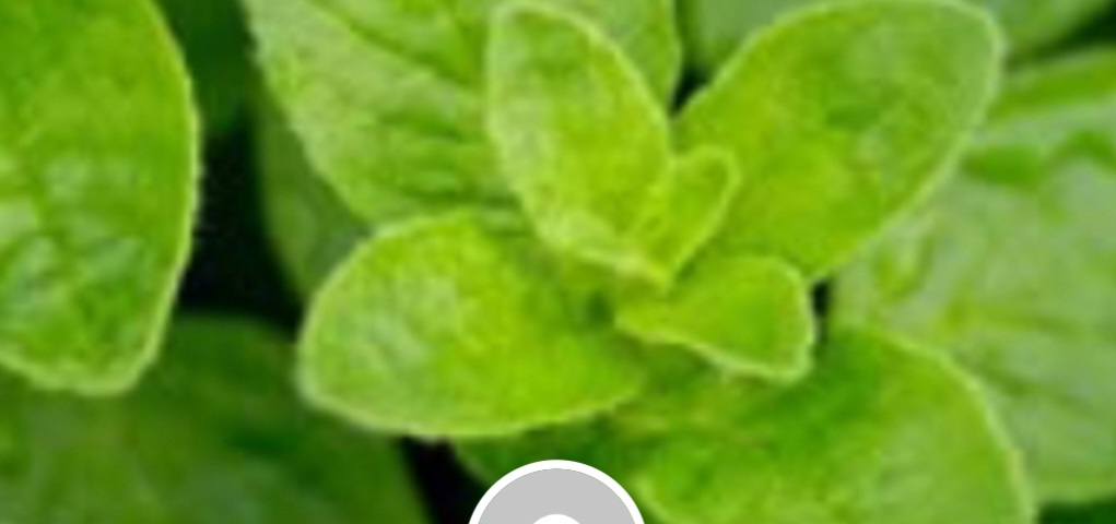 THE MOST POWRFUL PLANT