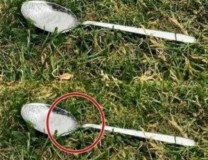 Always Put A Spoon Of Sugar In Your Backyard Before Leaving The House.