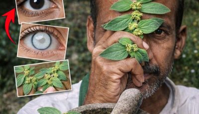 Don’t Ignore This Common Weed! Big-Leaf Milkweed’s Surprising Role in Traditional Eye Comfort Remedies