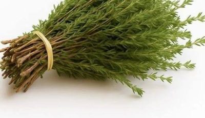 Nature’s Hidden Warrior: The Most Powerful Herb for Parasites, Infections, Viruses, and Pain