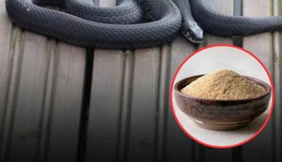 7 scents snakes hate and how to use them around your home
