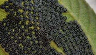 Dangerous Pests & Fungi: Don’t Touch These If You See Them on Your Plants!