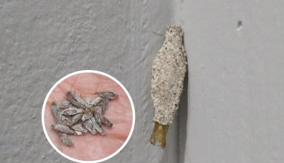 The Wall Guardian: Unveiling the Kamitetep Moth