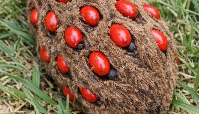Found this weird fuzzy cone with bright red berries popping out of it under my tree.
