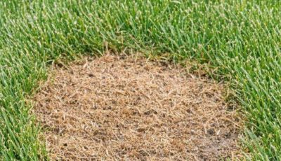 My dad taught me this trick to fix brown grass spots with 0 effort. Here’s how it works