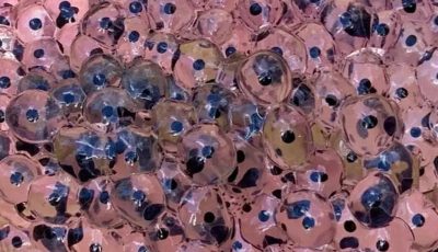 Farmer Stumbles Upon Mysterious Eggs in Field Scientists Reveal Astonishing Truth