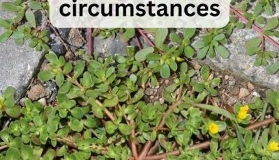 8 Reasons To Leave A Purslane Weed Growing