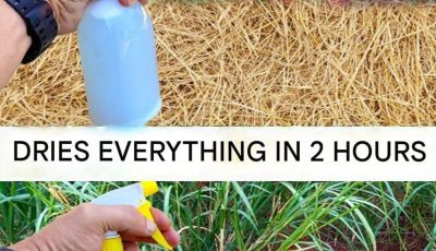 Best Homemade Herbicide: Non-Toxic Solution (Dries Weeds Within 2 Hours)