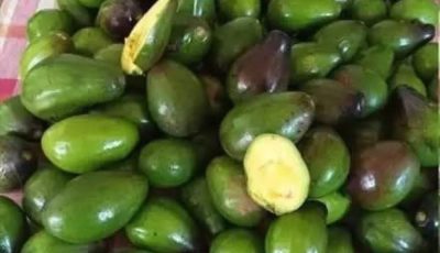 5 Potential Risks of Eating Avocados You Should Know