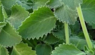 A Scientific Look At Oregano’s Role In Supporting Wellness