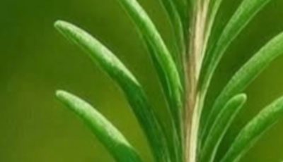 Rosemary: The Ancient Herb With Powerful, Little-Known Benefits for the Human Body