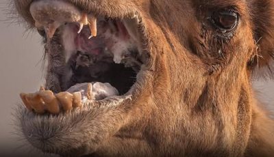 Neglected Camel Kills Owner After Hours Tied in Scorching Heat