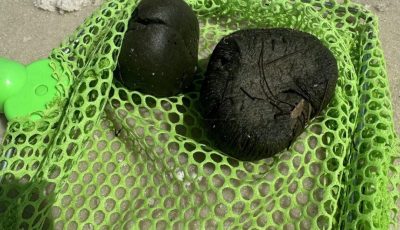 Beach Mystery Solved: What Are These Bizarre Balls Kids Keep Finding?