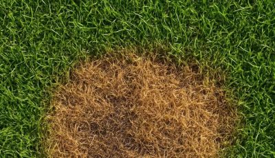 My nana taught me this hack to get rid of lawn burn from dog pee in 5 mins with 0 work. Here’s how it works
