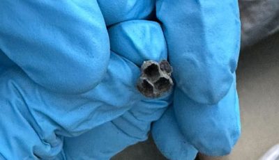 Found this underneath my patio furniture cover. Anyone know what it is? What should I do?