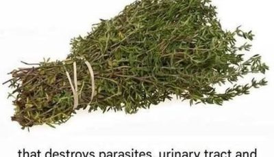 The Most Potent Herb That Destroys Parasites, Urinary Tract Infections, and More: Nature’s Antibiotic Uncovered