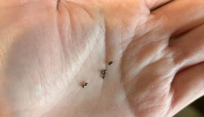 Found Metal Balls Under Your Kitchen Sink? Here’s What They Mean (And What to Do Next)