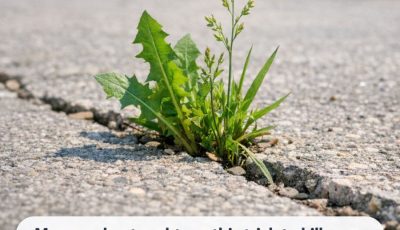 My grandpa taught me this trick to kill driveway weeds with 0 effort. Here’s how it works