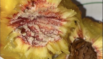 White Stuff on Your Peach Pit – What Does It Mean?