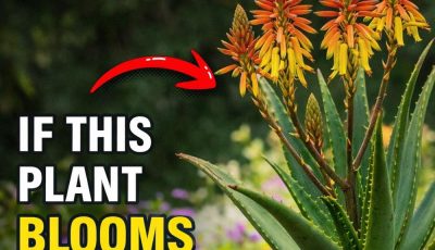 The mystery behind why the aloe vera plant blooms.