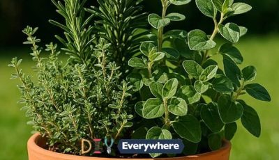 Most don’t know this. 10 top herb combos that flourish together in a pot