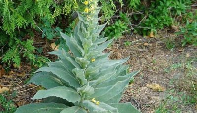 If you stumble upon this plant, you’ve struck gold. Most people just walk past it without having a clue