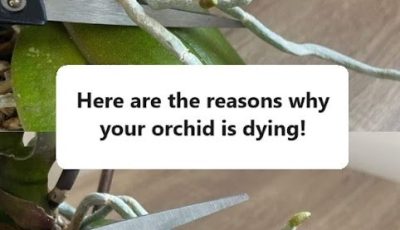 Orchid, strong roots and lots of flowers, if you have them: no one thinks about it