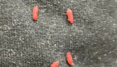 I found strange little reddish balls on an old sweater and almost threw up when I realized what it was.