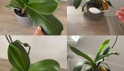 Orchids: Just 1 tablespoon and they will bloom non-stop – a powerful fertilizer