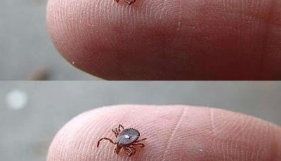 Here’s What to Do If You Spot a Lone Star Tick — Stay Calm, Act Fast, and Protect Your Health