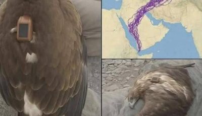 Give Me Wings: The true story behind the film, that of the man who flew with the birds
