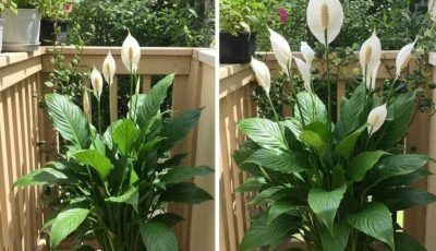 Revitalize Your Peace Lily: A Gentle, Natural Approach to Healthier Growth