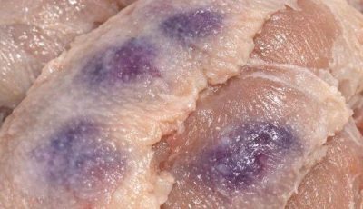 Thawed chicken breasts and noticed purple blotches under the skin
