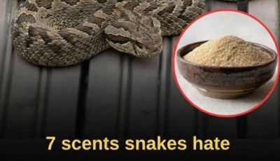 Let’s break down 7 smells snakes hate and how to use them to keep these slithery visitors away from your home