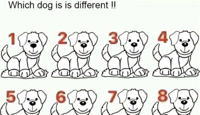 Most People Fail: Can You Spot Which Dog Is Different?