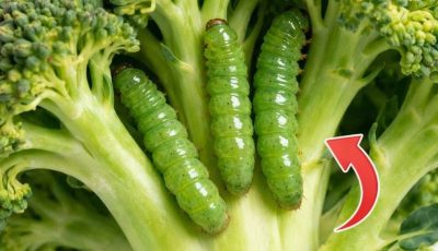 Did you know broccoli hides dirt? See how to clean it.