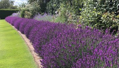 Most don’t know this, but every garden should have lavender hedges. Here’s why