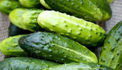 Doctors reveal that eating cucumber in salads causes