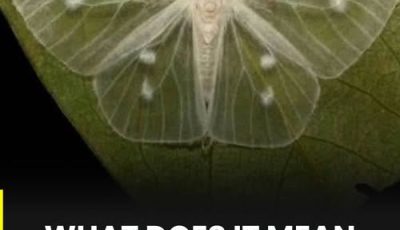 What does it mean when a white butterfly visits you? The symbolism and beliefs behind this curious encounter
