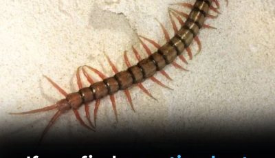 Finding a Centipede at Home? Here’s What It Really Means (Hint: It’s Not All Bad News)