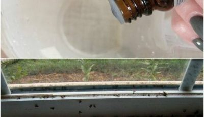 Flies Gone in 1 Minute”? Let’s Talk Reality — Safe, Effective Fly Control That Actually Works
