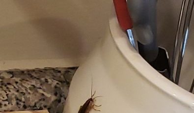 Boric Acid for Roaches — Effective, But Handle With Extreme Caution (Safer Options Included)