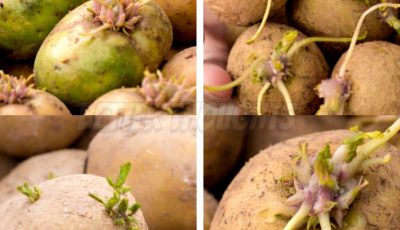 Potatoes Turning Green or Sprouting Eyes: Are They Safe to Eat?