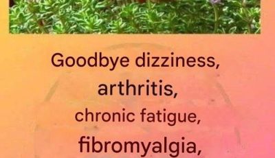 This is a true “tea of ​​God” as it treats arthritis, lupus, dizziness, thyroid problems and chronic fatigue