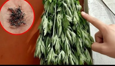 Hang a few of these leaves at your door and say goodbye to flies and mosquitoe