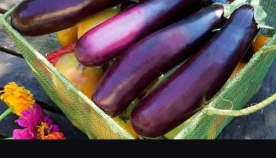 Known as the king of vegetables, eggplant isn’t suitable for everyone but these 5 groups should not eat it
